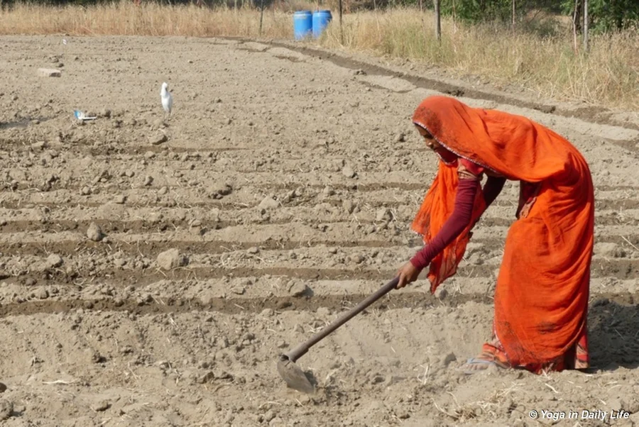 Irrigating the beetroot area